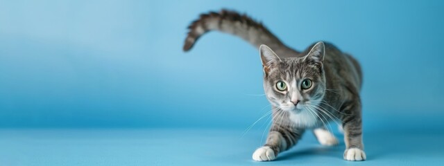 Obraz premium Cute pets animals - Little sweet young cat baby looksing, stretching its tail up, isolated on blue background banner