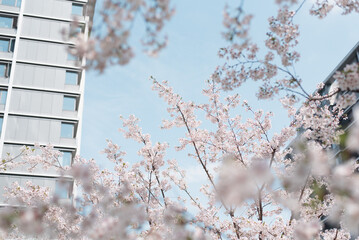 sakura Cherry blossoms bloom in front of the building in spring