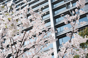 sakura Cherry blossoms bloom in front of the building in spring