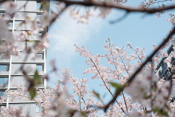 sakura Cherry blossoms bloom in front of the building in spring