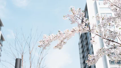 Foto auf Alu-Dibond sakura Cherry blossoms bloom in front of the building in spring © Lyn