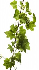 Branch of green vine with small green grapes growing on it. Vine has several green leaves of different sizes. Leaves heart-shaped, have serrated edges. Grapes small, round, they growing in clusters.
