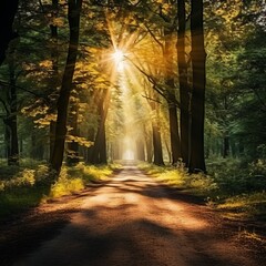 The Sun Shines Through the Trees in the Forest