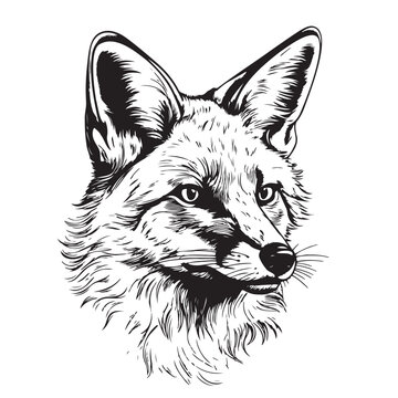 Fox. Graphic, sketch, black and white, hand-drawn portrait of a Fox head