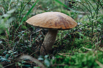 Leccinum scabrum