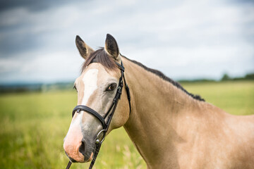 horse headshot dun colour looking at camera with bridle