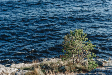 small pine tree growing on rocky lake coast
