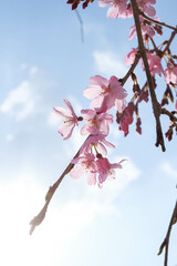 枝垂れ桜が春の心地よい風に靡く