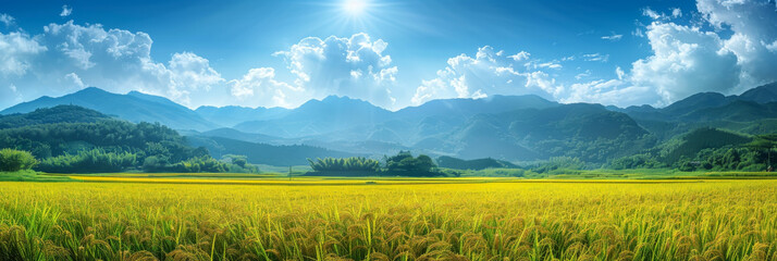 Yellow ripe rice fields, paddy fields panorama rice banner background template.