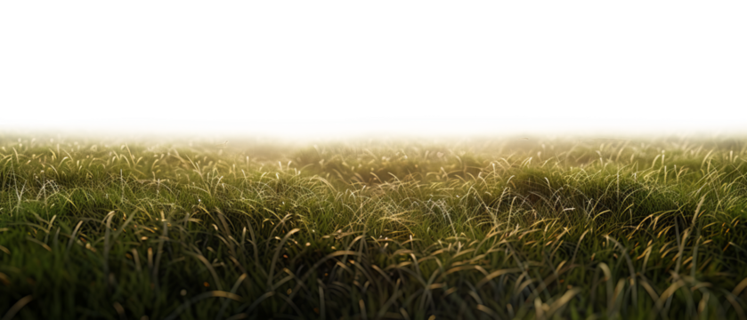 Grassy field isolate on transparent background, png, cutout