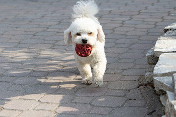 fluffy white dog playing fetch with a red ball outdoors