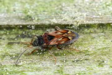 Closeup on a very small ground bug, Scolopostethus affinis, sitting on wood