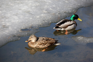 Couple of mallard ducks swimming in water near the melting ice. Male and female wild ducks on spring lake