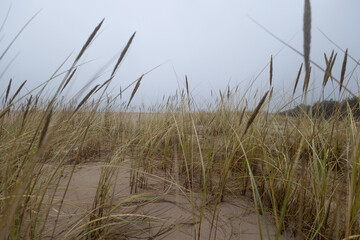 Grass growing in the sand dunes at the beach of Baltic Sea. Springtime scenery of Northern Europe. - 771388910