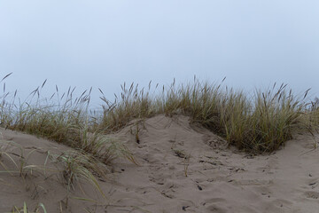 Grass growing in the sand dunes at the beach of Baltic Sea. Springtime scenery of Northern Europe.