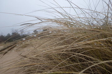 Grass growing in the sand dunes at the beach of Baltic Sea. Springtime scenery of Northern Europe. - 771388933