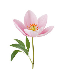 Fototapeta premium A Tulip flower on a transparent background PNG file 