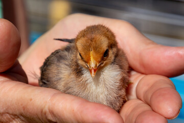 Hand holding a small chick