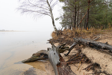 An overcast day with fog at the river and fallen trees. Early springtime landscape of Northern Europe. - 771393199