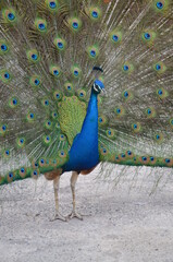 Obraz premium Colorful male peacock side view in Tenerife