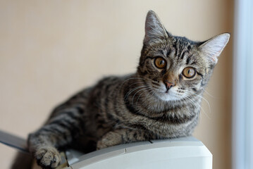 domestic cat lying on printer