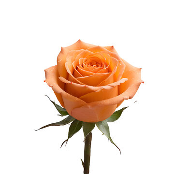 Rose flower PNG image on a transparent background, Rose image isolated on transparent png background