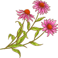 Echinacea Purpurea Colored Detailed Illustration