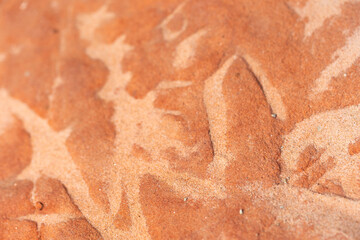 A beautiful close-up of a sandstone wall in Gauja National Park, Latvia. Early spring scenery in...