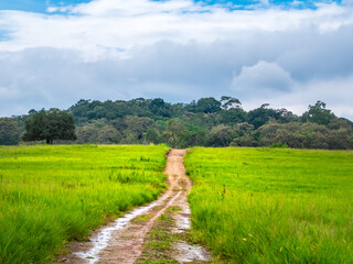 Gravel road in  in the grass in Thung Kramang Animal Sanctuary. Chaiyaphum Province, Thailand