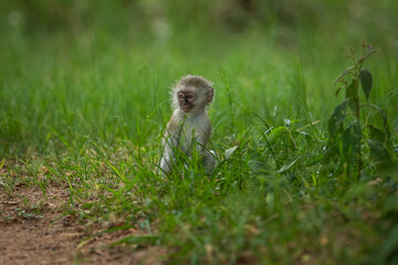 Naklejka na ściany i meble Baby vervet monkey in the african bush