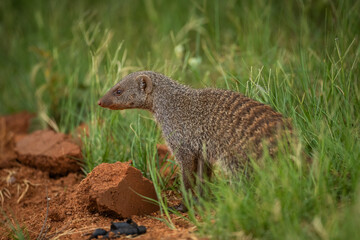 African mongoose in the african bush