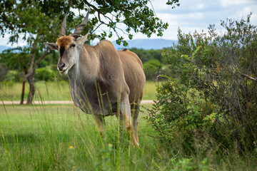 Eland bull grazing in the african bush