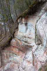 A beautiful sandstone cliff wall with small caves in Gauja National Park, Latvia. Springtime scenery in Northern Europe.