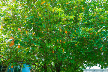 Obraz premium Orange and green leaf in garden at summer,orange leaves of beech tree growing in forest in autumn..