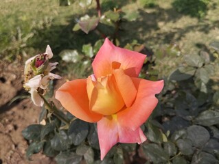 orange color rose in the Garden
