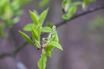 virginische Trauben-Kirsche Prunus virginiana in march