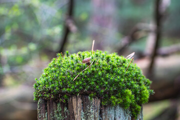 Moss grows on a wooden post