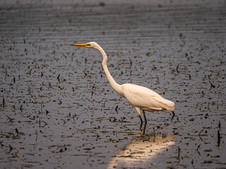 White Heron In Water