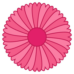 pink daisy flower