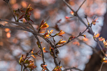 A background of young tiny leaves of a pomegranate tree with an impeccable vibe. Taft, Yazd, Iran.