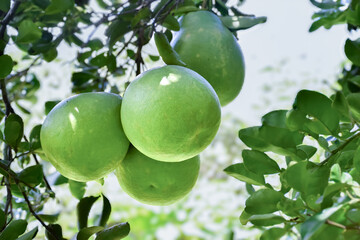 Asian pomelo fruit hanging on branches and tree. It has a sweet and sour taste and can be stored...