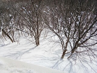 Fototapeta na wymiar snowy landscape from mountain Moiwa, Sapporo, Japan