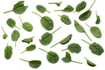 spinach leaves isolated, png file