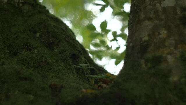 Green Moss on a trunk tree