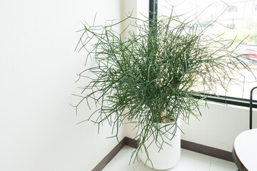 Decoration plant on white pot in minimal room.