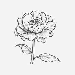 Rose flower. Hand drawn vector illustration.