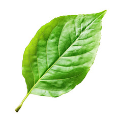 Single green botanical leaf with a shiny surface. Concept of freshness and vitality, as the petal represents nature and grow, transparent background