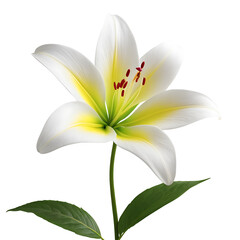 A Lily flower on a transparent background PNG file