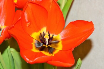 Beautiful bouquet of tulips in a vase