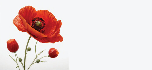 Fototapeta premium Victory Day,8 May Victory Day, flower, poppy, red, nature, summer, spring, garden, plant, field, bloom, beauty, blossom, flowers, petal, poppies, orange, floral, isolated, macro, flora, single, color,